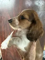 Russel, a male Miniature Dachshund for sale in Trenton, NJ – 2 of 5