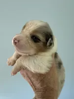 Aiden, a male Australian Shepherd for sale in Trenton, NJ – 1 of 5