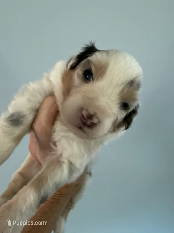 Eliza – Australian Shepherd puppy for sale in Trenton, NJ