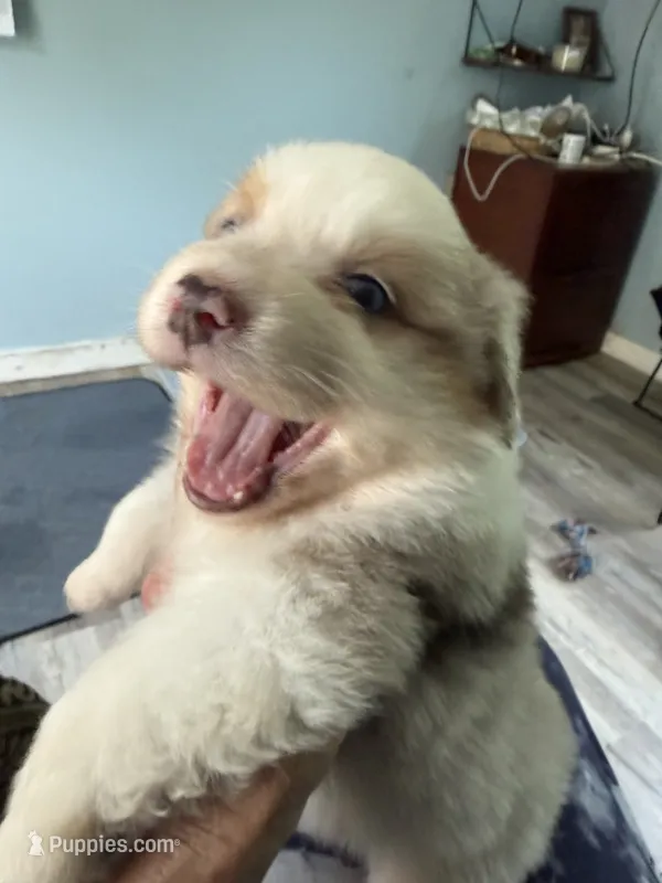 Baxter – Australian Shepherd puppy for sale in Trenton, NJ