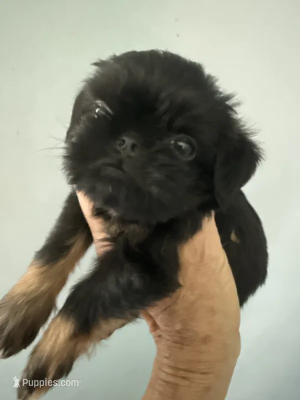 Caroline – Brussels Griffon puppy for sale in Trenton, NJ