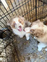 Artemis, a male Australian Shepherd for sale in Trenton, NJ – 5 of 8