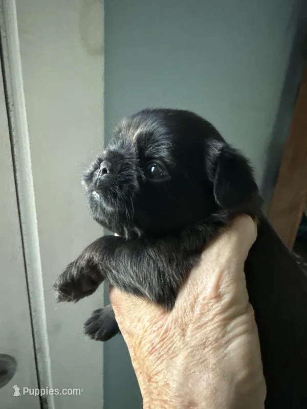 Sunday – Brussels Griffon puppy for sale in Trenton, NJ