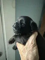 Sunday, a female Brussels Griffon for sale in Trenton, NJ – 1 of 5