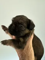 Lester, a male Brussels Griffon for sale in Trenton, NJ – 3 of 9