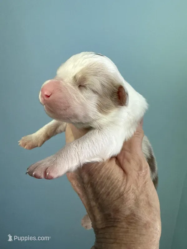 Alder – Australian Shepherd puppy for sale in Trenton, NJ