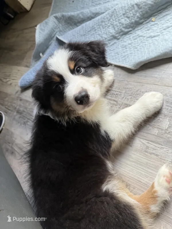 Elias – Australian Shepherd puppy for sale in Trenton, NJ
