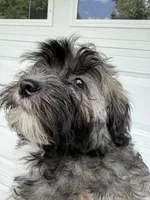 Justine, a female Havanese for sale in Trenton, NJ – 7 of 10