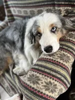 Ethan, a male Australian Shepherd for sale in Trenton, NJ – 10 of 10