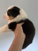 Everest, a male Australian Shepherd for sale in Trenton, NJ – 10 of 10