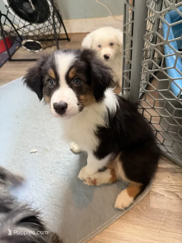 Esme – Australian Shepherd puppy for sale in Trenton, NJ