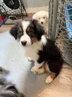Esme, a female Australian Shepherd for sale in Trenton, NJ – 1 of 10