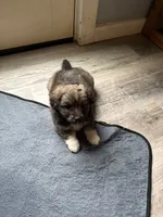 Petra, a female Schipperke and Pembroke Welsh Corgi for sale in Trenton, NJ – 4 of 6