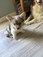 Wesley, a male Pembroke Welsh Corgi for sale in Trenton, NJ – 2 of 10
