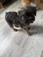 Lindy, a female Brussels Griffon for sale in Trenton, NJ – 3 of 10
