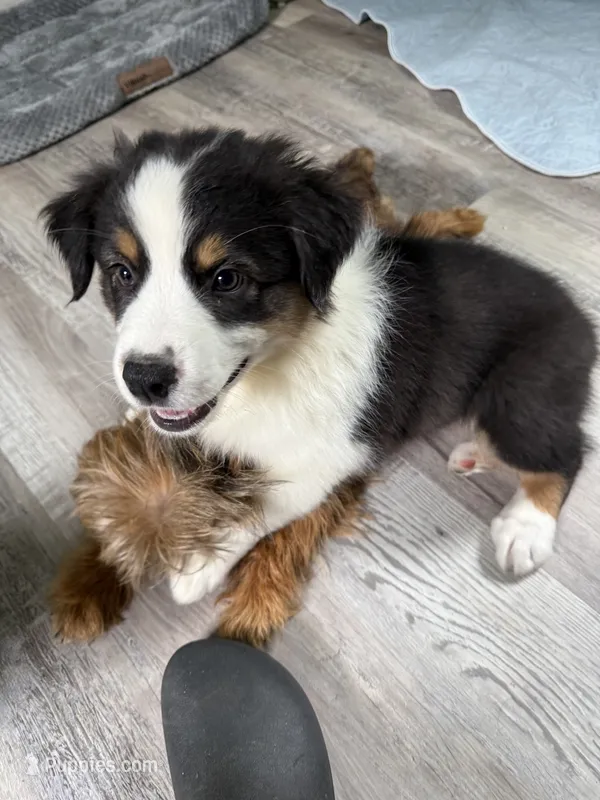 Allison  – Australian Shepherd puppy for sale in Trenton, NJ