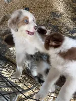 Baxter, a male Australian Shepherd for sale in Trenton, NJ – 4 of 10