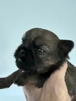 Lindy, a female Brussels Griffon for sale in Trenton, NJ – 3 of 10