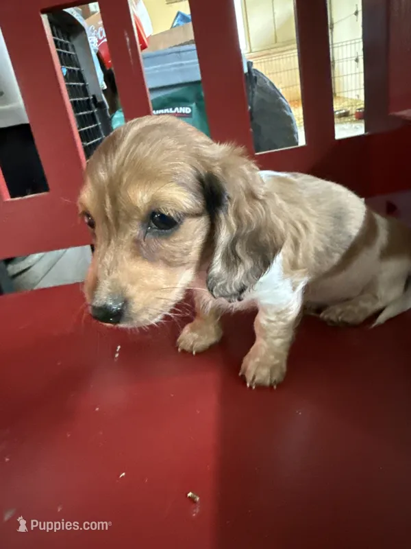 Russel – Miniature Dachshund puppy for sale in Trenton, NJ
