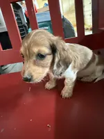 Russel, a male Miniature Dachshund for sale in Trenton, NJ – 1 of 8