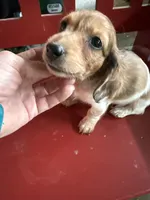 Russel, a male Miniature Dachshund for sale in Trenton, NJ – 4 of 8