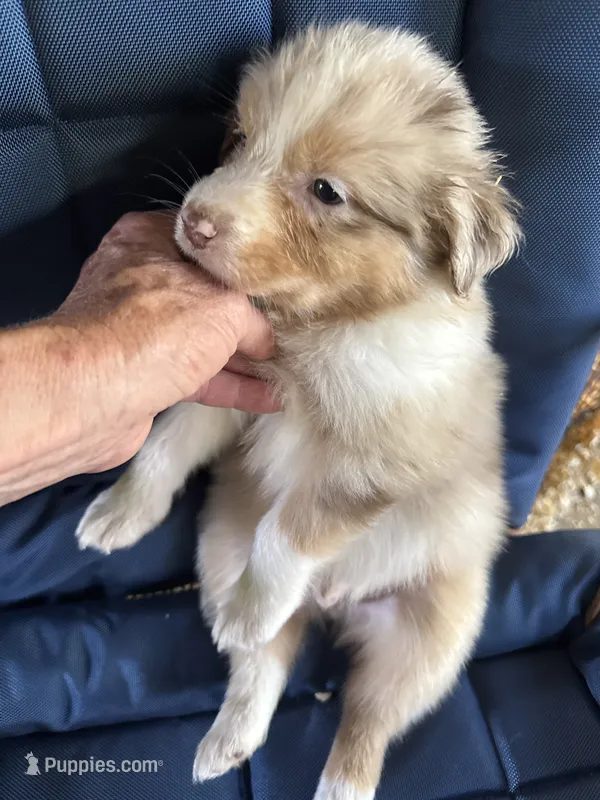Alder – Australian Shepherd puppy for sale in Trenton, NJ