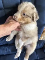 Alder, a male Australian Shepherd for sale in Trenton, NJ – 5 of 10