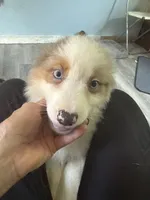 Baxter, a male Australian Shepherd for sale in Trenton, NJ – 2 of 10