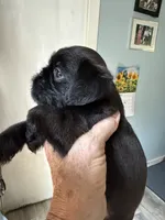 Sylus, a male Brussels Griffon for sale in Trenton, NJ – 7 of 8