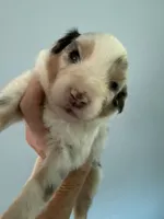 Eliza, a female Australian Shepherd for sale in Trenton, NJ – 5 of 7
