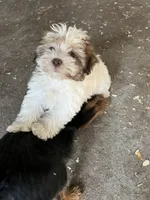 Erial, a female Havanese for sale in Trenton, NJ – 5 of 5