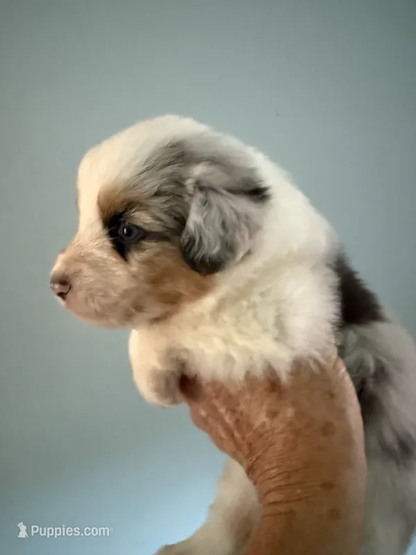Ethan – Australian Shepherd puppy for sale in Trenton, NJ