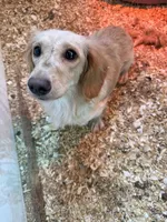 Russel, a male Miniature Dachshund for sale in Trenton, NJ – 8 of 8