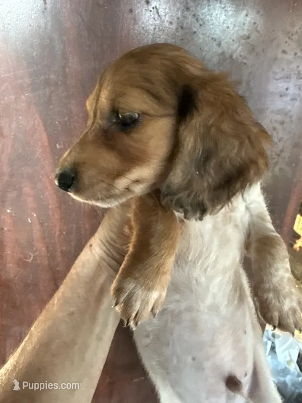 Russel – Miniature Dachshund puppy for sale in Trenton, NJ