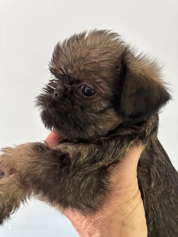 Lindy – Brussels Griffon puppy for sale in Trenton, NJ