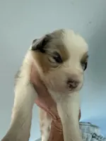 Ethan, a male Australian Shepherd for sale in Trenton, NJ – 7 of 10