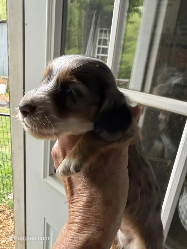 Regal – Miniature Dachshund puppy for sale in Trenton, NJ