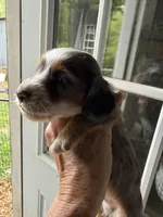 Regal, a male Miniature Dachshund for sale in Trenton, NJ – Photo 1 of 2