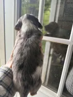 Regal, a male Miniature Dachshund for sale in Trenton, NJ – Photo 2 of 2