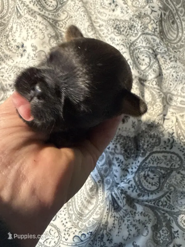 Lola – Brussels Griffon puppy for sale in Trenton, NJ