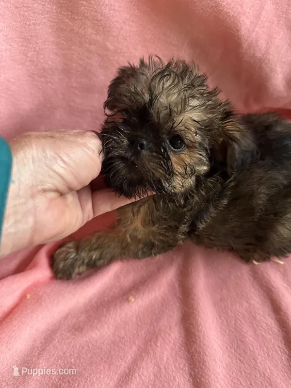 Lola – Brussels Griffon puppy for sale in Trenton, NJ