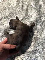 Lola, a female Brussels Griffon for sale in Trenton, NJ – Photo 2 of 5