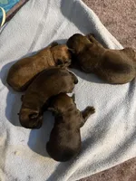 Lola, a female Brussels Griffon for sale in Trenton, NJ – Photo 5 of 5