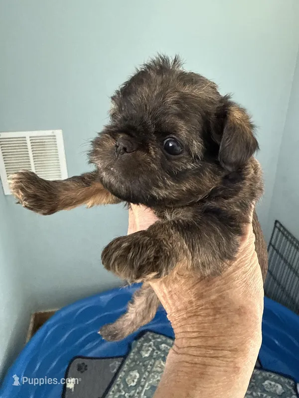 Lola – Brussels Griffon puppy for sale in Trenton, NJ