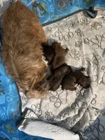 Lola, a female Brussels Griffon for sale in Trenton, NJ – Photo 3 of 5