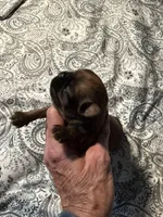 Lola, a female Brussels Griffon for sale in Trenton, NJ – Photo 4 of 5