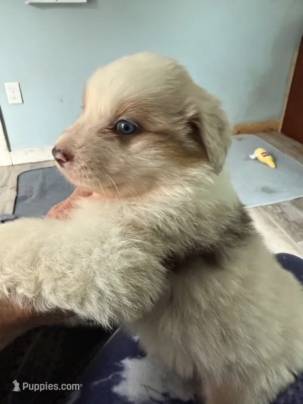 Baxter – Australian Shepherd puppy for sale in Trenton, NJ