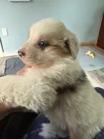 Baxter, a male Australian Shepherd for sale in Trenton, NJ – 8 of 10