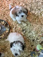 Joann, a female Havanese for sale in Trenton, NJ – 5 of 8