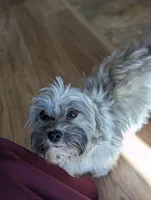 Joann, a female Havanese for sale in Trenton, NJ – 7 of 8